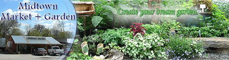 Create Your Dream Garden
