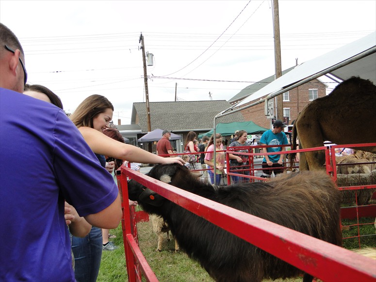 Buffalo Beal's Petting Zoo