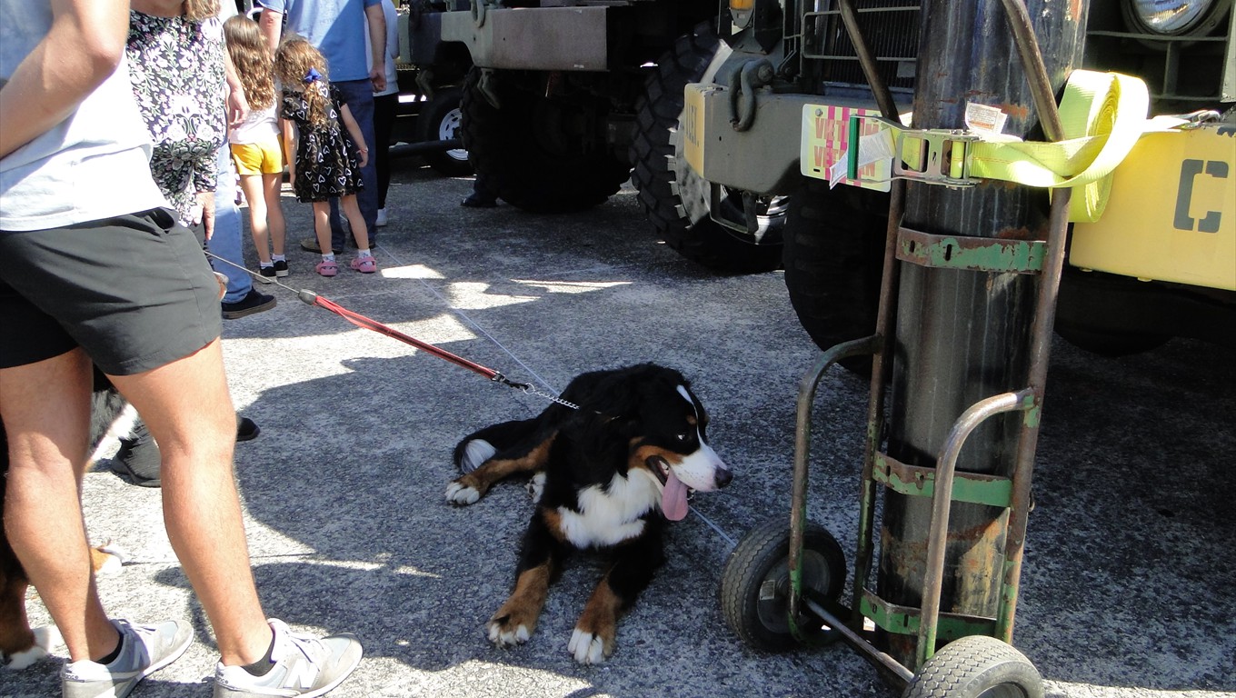 A warm day for this pooch!