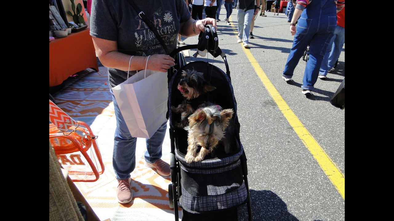 How cute are these little guys!