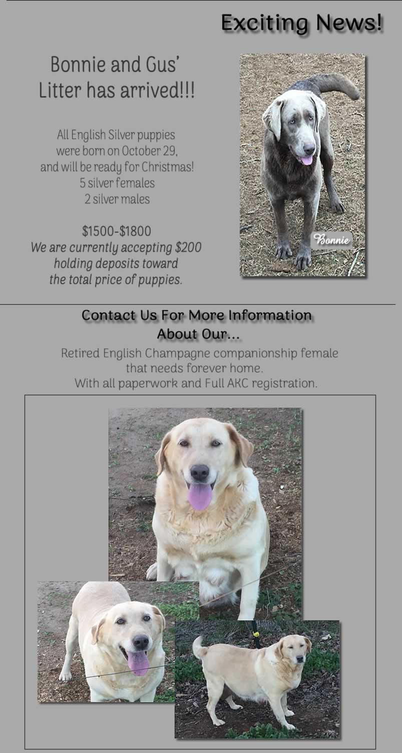 silver factored chocolate lab