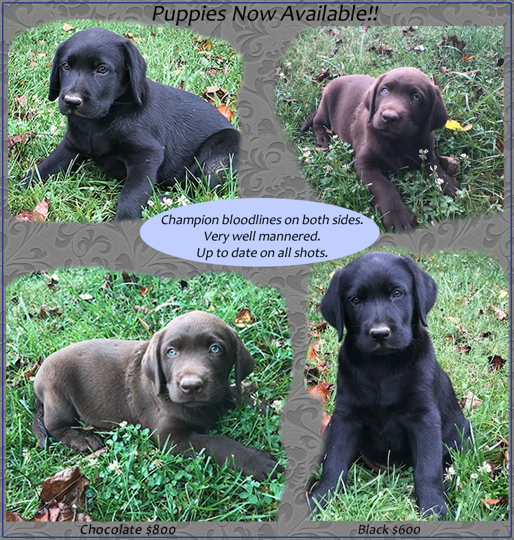 Index of /images/silverLabradors